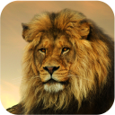 Lion Wallpapers HD Icon
