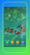 Duck Wallpaper screenshot 14