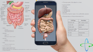 Human anatomy 3D : Organs and Bones screenshot 5