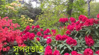 শুভ সকাল v5 screenshot 1
