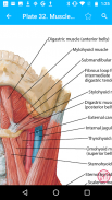 Anatomy Atlas, USMLE, Clinical screenshot 1