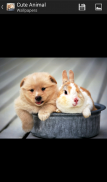 Cute Animal - HD Wallpapers screenshot 2