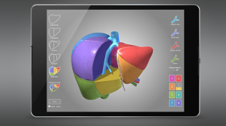 Surgical Anatomy of the Liver screenshot 6