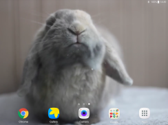 Rabbit Licks Your Screen LWP screenshot 9