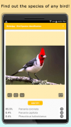 BirdsID - Identify Birds screenshot 0