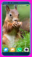 Squirrel HD Wallpaper screenshot 0