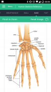 Human Skeleton Reference Guide screenshot 2