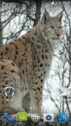 Lynx. Video Wallpaper screenshot 4