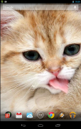 Magic Touch: Fluffy Cat Live W screenshot 1