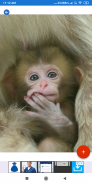 Monkey Wallpapers: HD images, Free Pics download screenshot 7