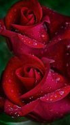 Flowers Images GIF and Roses 4K Wallpapers screenshot 6