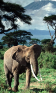 Beautiful Elephant Pics screenshot 7