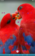 Love Birds Live Wallpaper screenshot 14