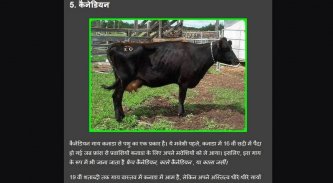 cow disease and how to treat it screenshot 4