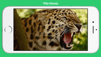 Wild Animals screenshot 0