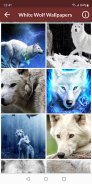 White (Polar) Wolf Wallpapers screenshot 1