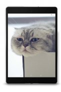 Scottish Fold Wallpapers screenshot 1