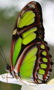 Butterfly Inspiration Beauty screenshot 2