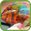 Kool Chameleon Pics Icon