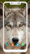 Wolf Wallpaper screenshot 3