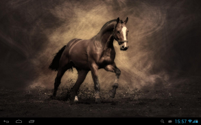 Horses Live Wallpaper screenshot 5