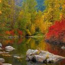 Magic forest lake