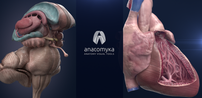 Anatomyka 3D anatómiai atlasz