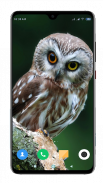 Owl Wallpaper HD screenshot 3