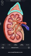 My Urinary System screenshot 1