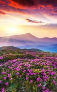 HD Mountain Flower Wallpaper screenshot 9