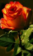 Flowers And Roses Animated Images Gif pictures 4K screenshot 7