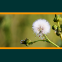 Weeds of Australian Cotton