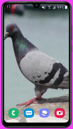 Pigeon Wallpaper HD screenshot 1