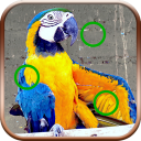 Find The Difference Game With Animals Icon