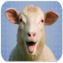 Sheep Sounds Icon