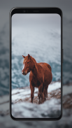 Horse Wallpapers screenshot 5