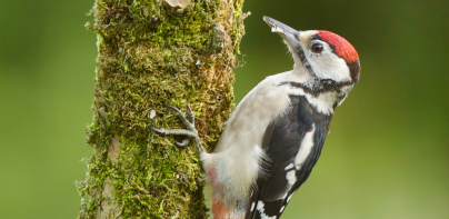 Merlin Bird ID por Cornell Lab