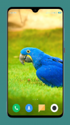 Parrot Wallpapers 4K screenshot 7