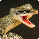 Anaconda Rampage: Giant Snake Attack Icon