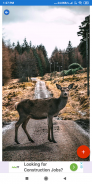 Deer Wallpapers: HD Images,Free Pics download screenshot 6