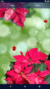 Poinsettia 4K Christmas Flower screenshot 4