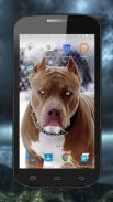 Fighting Dogs Live Wallpaper screenshot 1