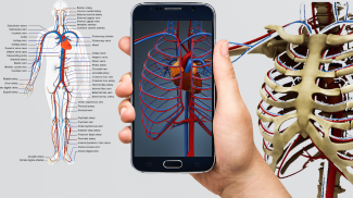 Human anatomy 3D : Organs and Bones screenshot 4