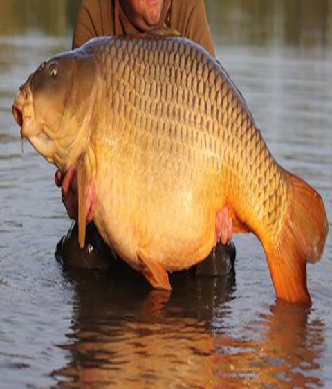 Nice Free Android App with Boilie Recipes for Carp Fishing