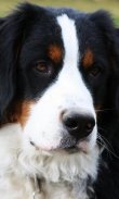 Bernese Mountain Dogs Wallpap screenshot 3