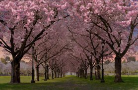 Spring Cherry Blossom Live Wallpaper FREE screenshot 13