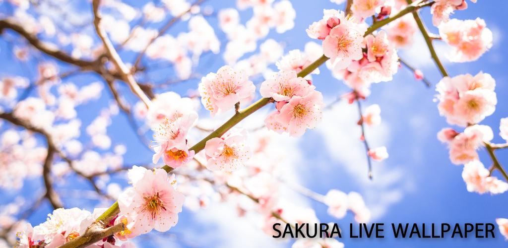 Сакура живые обои. Красивые ветки цветов вместо картины.