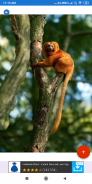 Monkey Wallpapers: HD images, Free Pics download screenshot 1