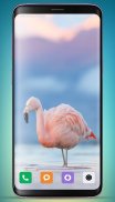 Flamingo Wallpaper HD screenshot 2