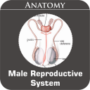 Male Reproductive System Icon